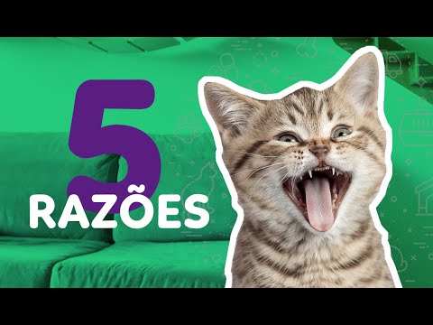Vídeo: Por Que Os Gatos Miam?