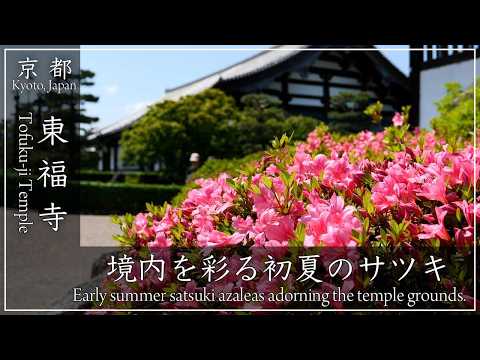 初夏の京都 花巡り 2026 〜 東福寺 〜 秋の紅葉が有名な東福寺。初夏に