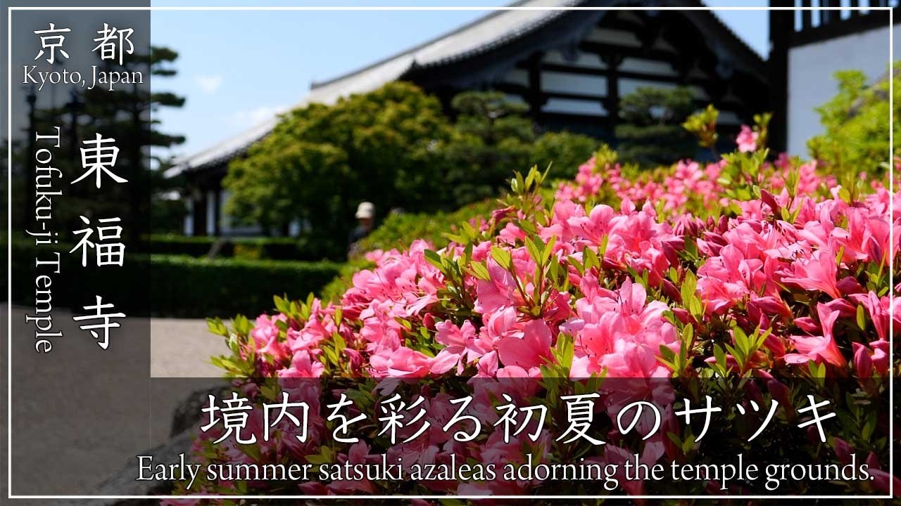 20260516 東福寺 サツキ J - YouTube