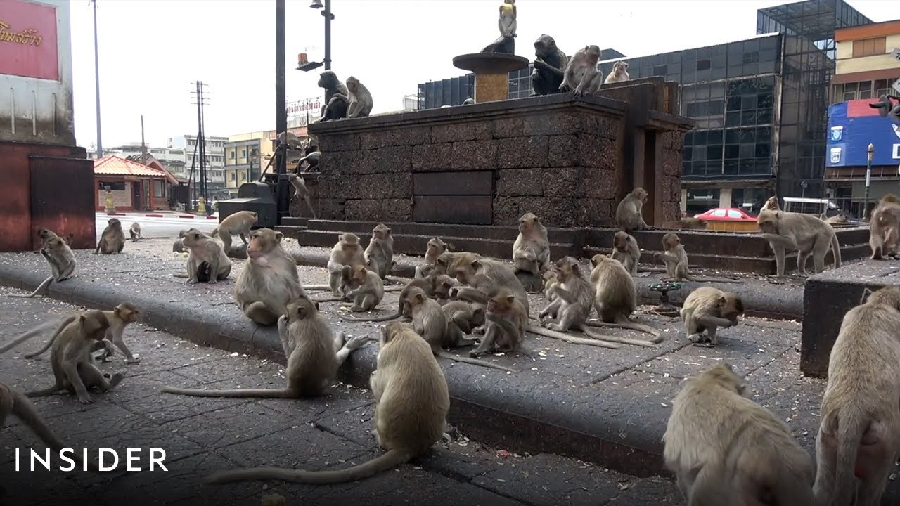 Thousands Of Wild Monkeys Roam Town In Thailand