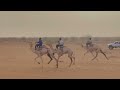 Courses des chameaux  tarbiya trb258