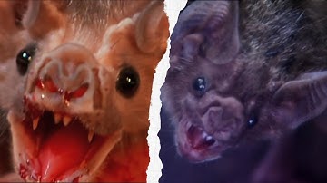 How Vampire Bats Suck Blood for 30 Minutes Unnoticed