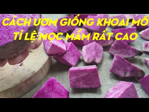 Video: Xử lý sau Thu hoạch Mơ - Mẹo Bảo quản Mơ Sau Thu hoạch