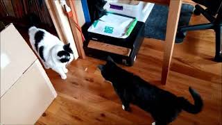 Videos of cat interactions by Caroline Crevier-Chabot 2,162 views 3 years ago 10 minutes, 15 seconds