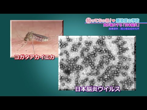 【致死率は20～40％】日本脳炎「知ってなっ得！感染症の予防＃８その１」