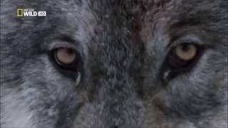 Wolfheart -  The Hunt (Fan made video with wolves)