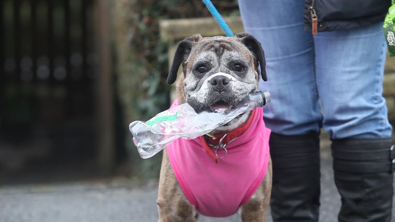 Dog picks up litter on walks recycles it when he gets home YouTube
