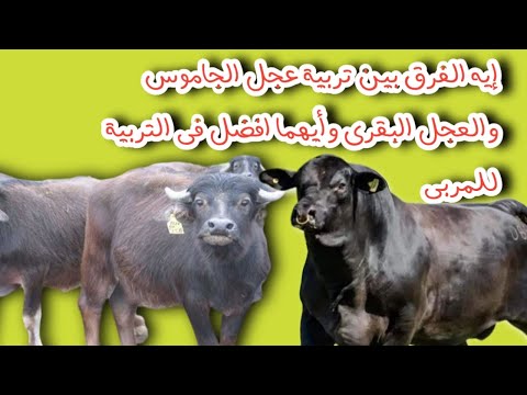 ايه هو الفرق بين العجول البقر والجاموس وايهما افضل فى التربية للمربى