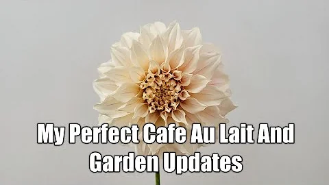 My Perfect Cafe Au Lait And Garden Update