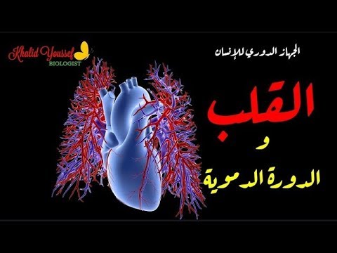 تركيب القلب - الدورة الدموية -  الجهاز الدوري ١