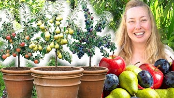 How To Grow Fruit Trees In Containers - Make A Mini Orchard In Pots
