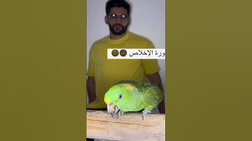 ببغاء يقرأ القرآن وسورة الأخلاص