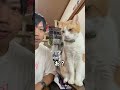 本日の漫才#虎徹 #煉 #猫 #猫のいる暮らし #cat