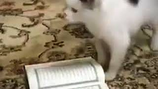 Subhanallah, Kucing Ini Tidak Mau Injak Quran