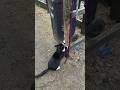 Cat Sharpening Its Nails! 🐱✨ Satisfying Scratching Close-Up