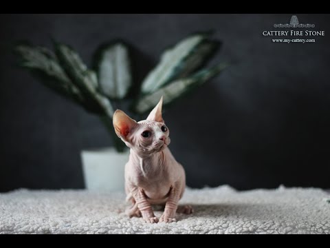 Candy Fire Stone, female sphynx