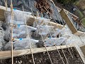 Winter Sowing in Ziplock Baggies