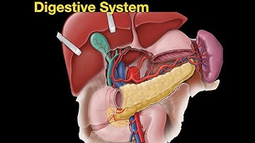 Digestive system