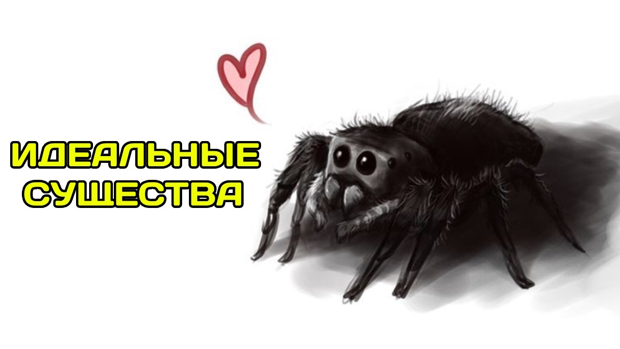 ПОЧЕМУ ПАУКИ ИДЕАЛЬНЫ