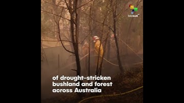 Estimated 3 billion animals affected by Australia bushfires