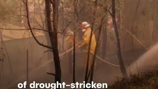 Estimated 3 Billion Animals Affected By Australia Bushfires