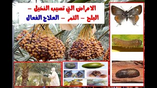 الامراض التي تصيب النخيل