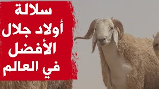 لهذا السبب يعتبر خروف سلالة أولاد جلال من بين أفضل السلالات في العالم وهو الأكثر طلبا في عيد الأضحى