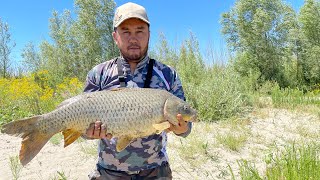 картинка: МОЩНЫЕ САЗАНЫ КАРАТАЛА !! Рыбалка в Жетысу. Рыбалка в Талдыкоргане. Как ловить сазана ?