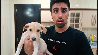 WE GOT A PUPPY !!! *NOT CLICKBAIT*