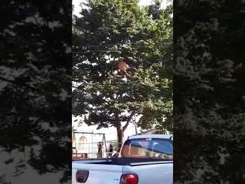 Homem arma e deita em rede no alto de uma árvore em Rio Branco