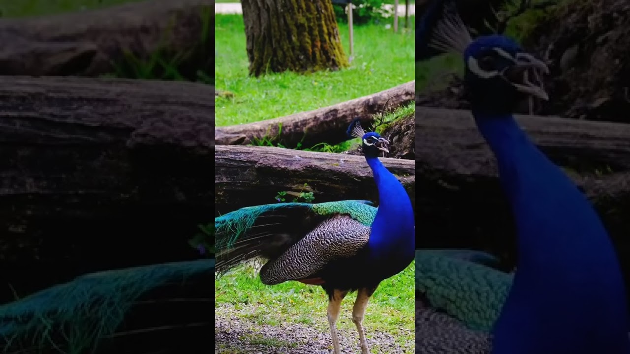 discovery world HD 4K peacock like and subscribe for more videos thanks