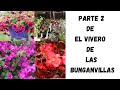 😍TOUR por el vivero de las😍 BUGANVILLAS (parte 2)