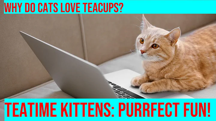 Watch the video about Teatime Kittens