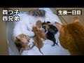【生後1日目】抱き寄せて赤ちゃんたちにおっぱいを飲ませるぷりんちゃん