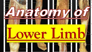 The Whole Story of Lower Limb | كلية الطب - مادة التشريح - كل ما تحتاجه هو هذا الملف | (M1---) | [0]