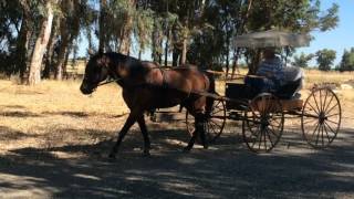 This carriage is available for auction at WestAuction.com http://bit.ly/2ac6qFs.