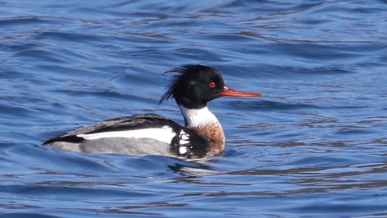 ウミアイサ　野鳥　Red-breasted merganser　Mergus serrator 　wildbirds　260221