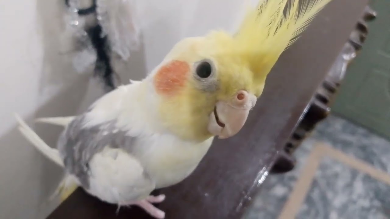 Cockatiel is very impressive 