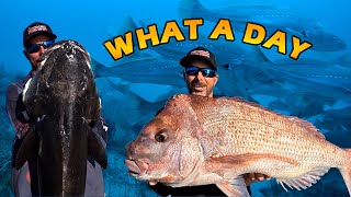 CATCHING BIG SNAPPER & COBIA | Underwater footage of a massive school of jewfish and mangrove jack.