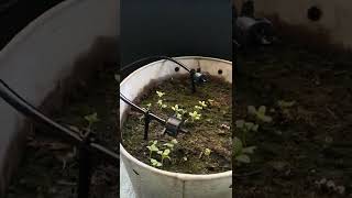 Sprout greenhouse irrigation - setup