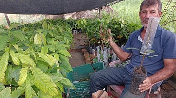 CLONANDO CACAU NO VIVEIRO IMPROVISADO!