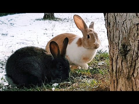 cute-rabbits-|-funny-bunny-rabbit-in-snow---video-4k