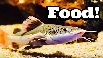 Redtail Catfish Feeding on PROTEIN