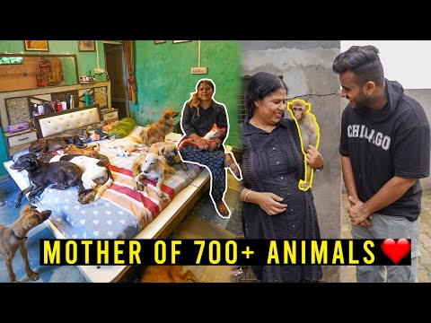 Video: Vă interesează animalele pentru adopție? Adoptapet are mii de oameni care caută o casă veșnică