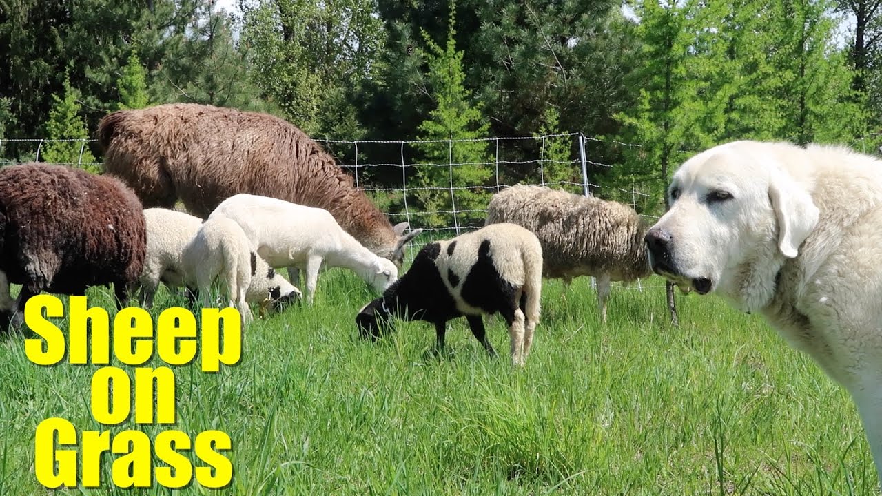 Sheep on Grass YouTube