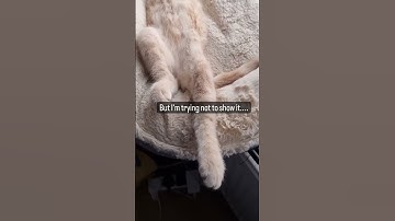 Lazy cat...#cats #kitten #gingercat #cutecat #lazy #shortsvideo #petlover #pets