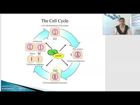 Mitosis