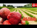 Picking Strawberry in Denmark / Self-picking Sweet &amp; juicy Danish Strawberry Farm #4k Ultra HD 60fps