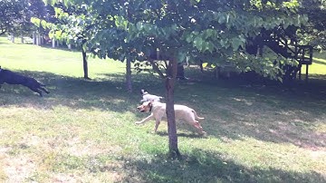 Puccini: THE FASTEST PUG ALIVE!