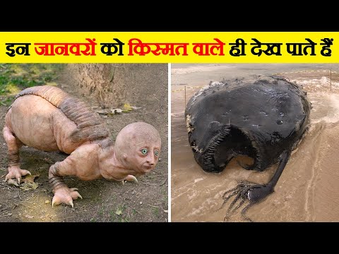 वीडियो: सबसे अजीब जानवर कौन सा है?